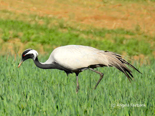 demoiselle crane