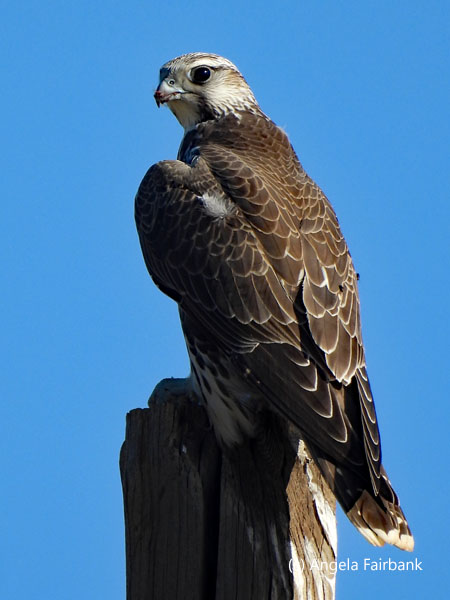 Saker Falcon