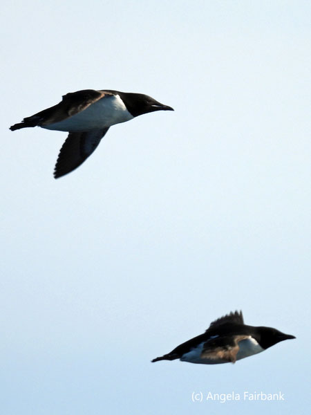 flying br&uuml;nnichs guillemots