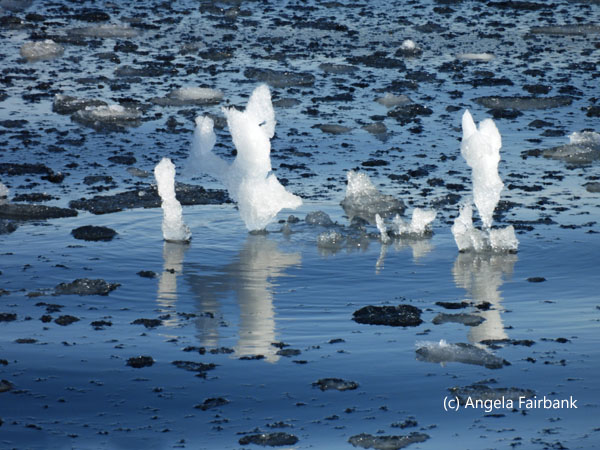 on the edge of the ice