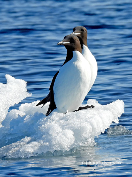 2 br&uuml;nnichs guillemots 1