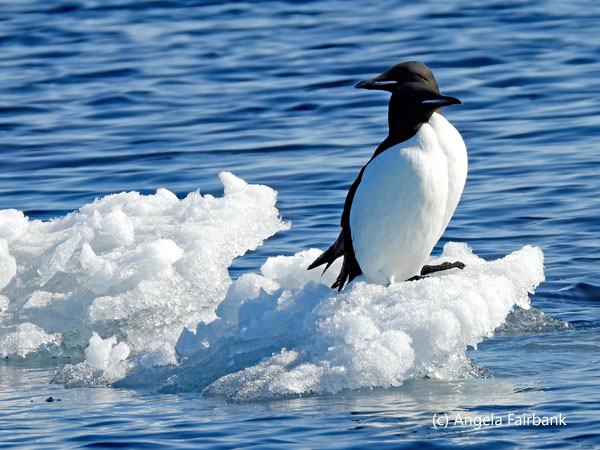 2 br&uuml;nnichs guillemots 2