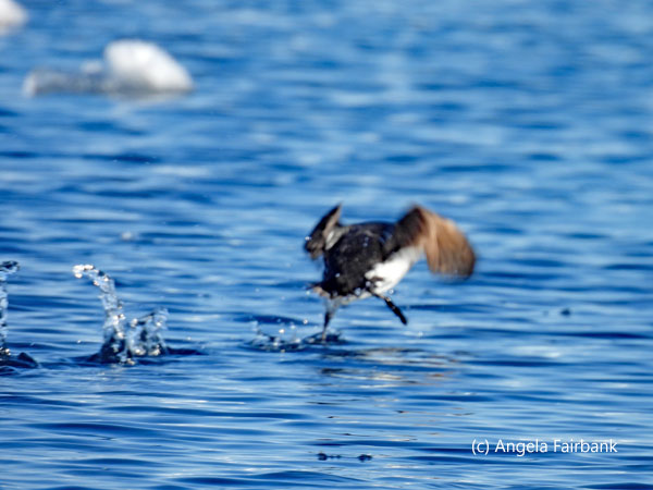 little auk taking off from the water