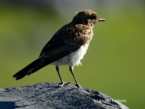 unidentified bird