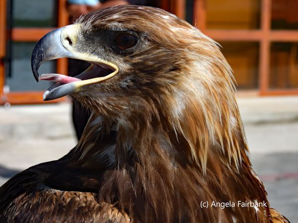 golden eagle at shops looking right with tonfue