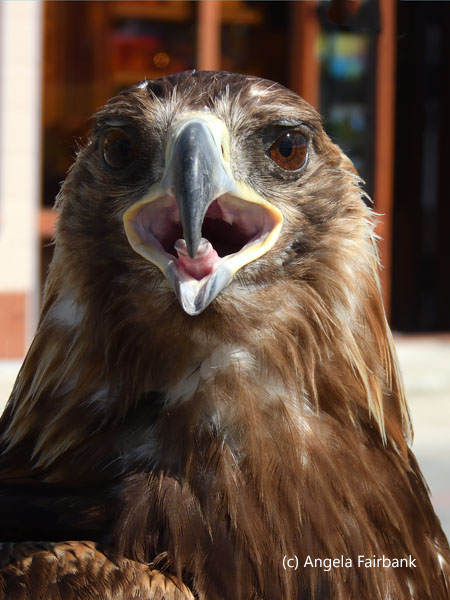 golden eagle at shops looking forward with tongue