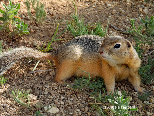 ground squirrel 1