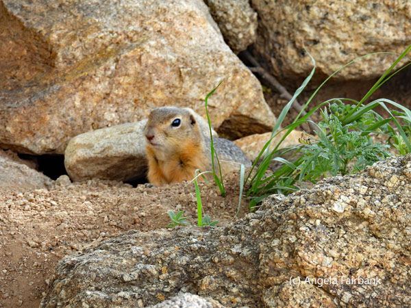 ground squirrel 2