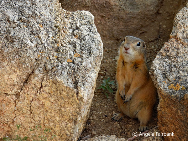 ground squirrel 3