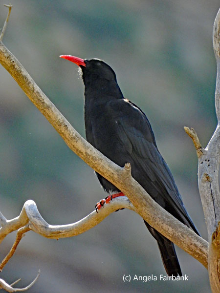 red-billed chough
