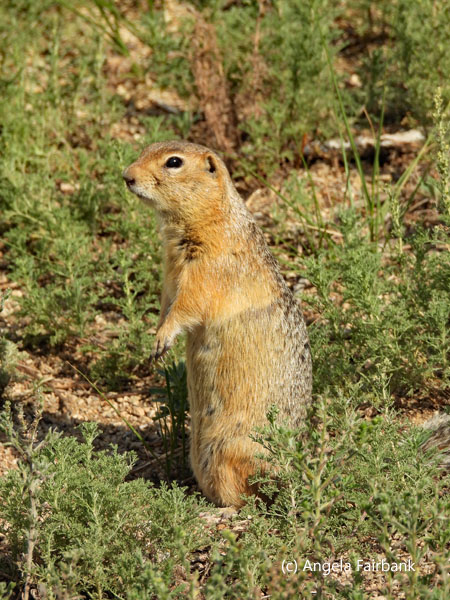 ground squirrel 4