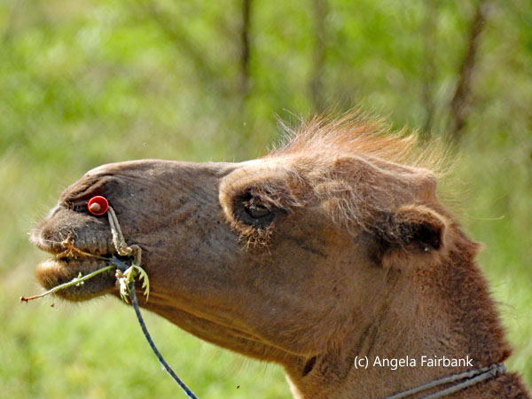 camel head