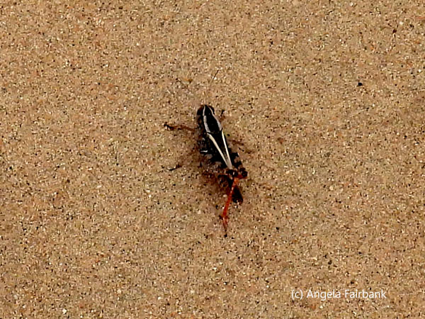 insect on sand dune
