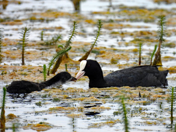 Eurasian coots