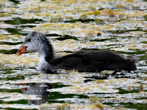 Eurasian coot 1
