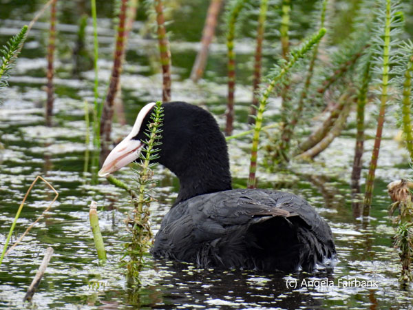 Eurasian coot 2