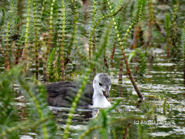 Eurasian coot 3