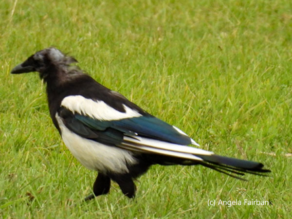 magpie
