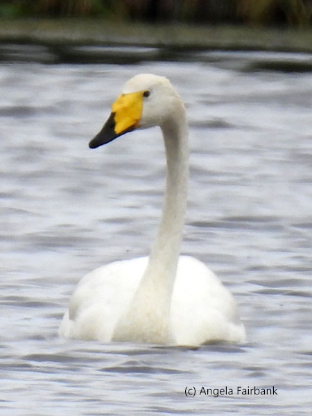 whooper swan