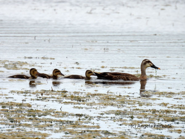 mallards