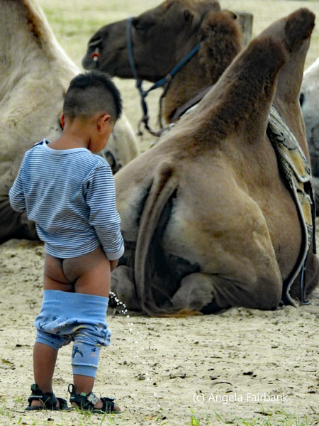 boy peeing behind camels