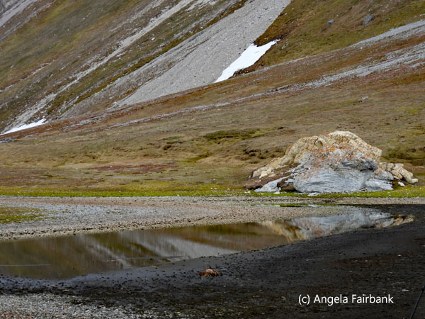 reflections of grass and rocks