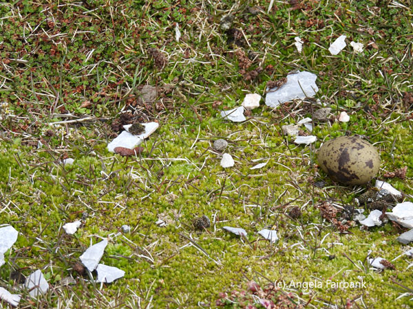 bird egg