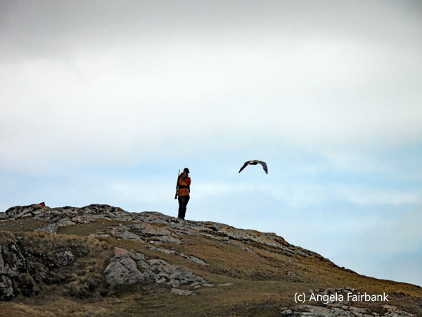 polar bear guard and flying bird
