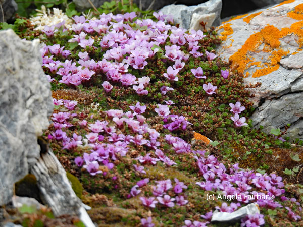 purple saxifrage