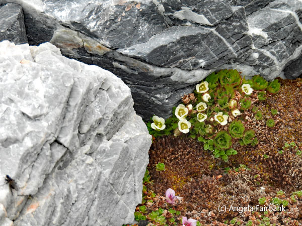 white saxifrage