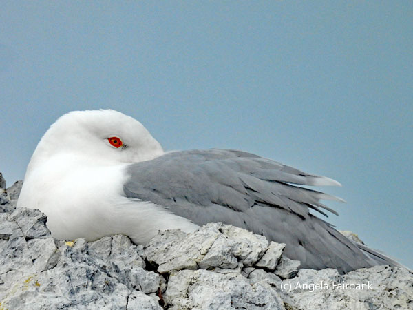 nesting gull