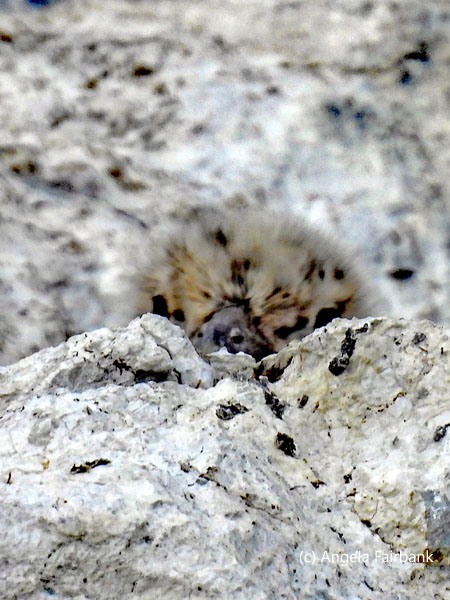 gull chick poking eyes and beak over rock