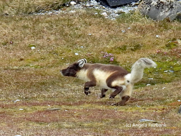 arctic fox 1