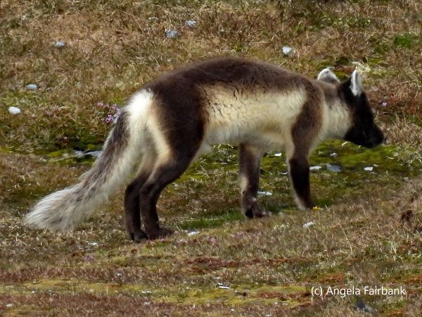 arctic fox 2