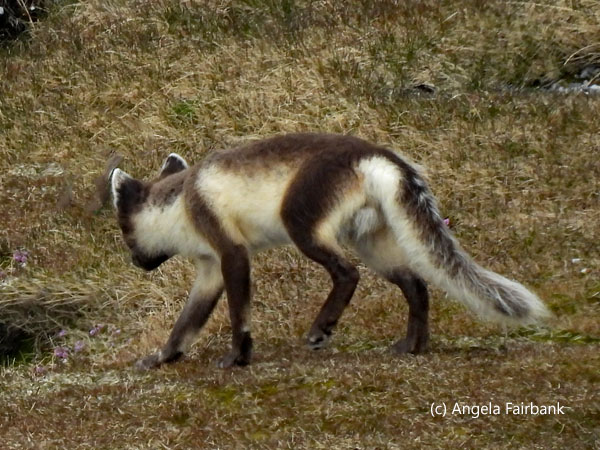 arctic fox 3