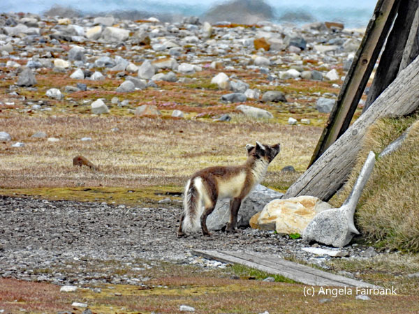 arctic fox at cabin