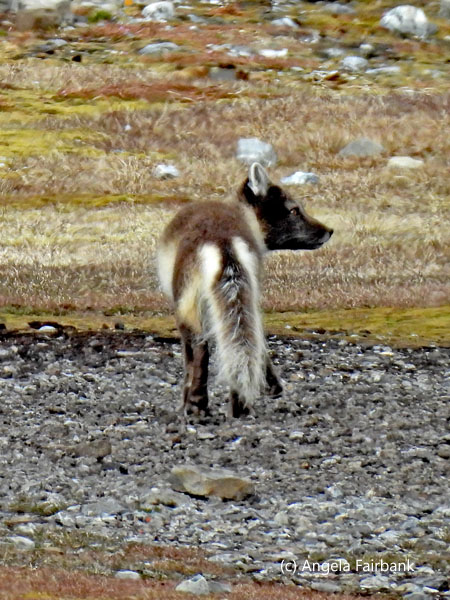 arctic fox 4