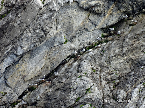 birds in rock 1