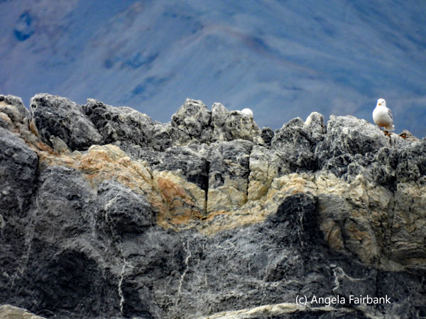 birds on rock