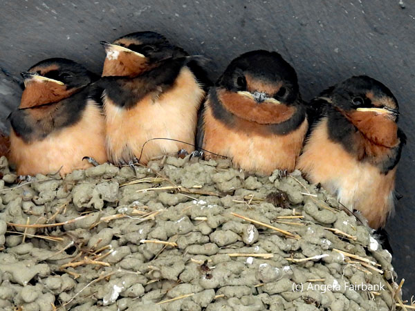 barn swallow chicks in nest 1
