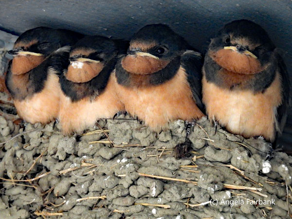barn swallow chicks in nest 2