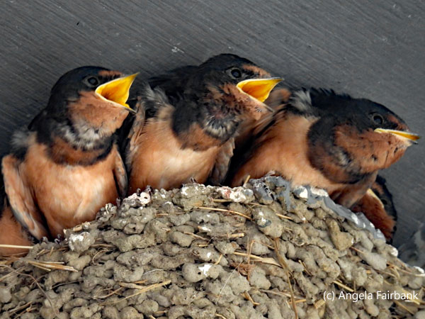 barn swallow chicks in nest with beaks open 1