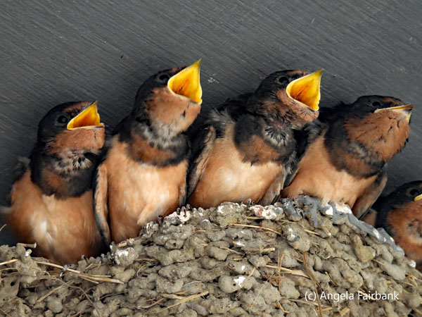barn swallow chicks in nest with beaks open 2