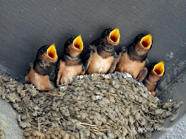 barn swallow chicks in nest with beaks open 3