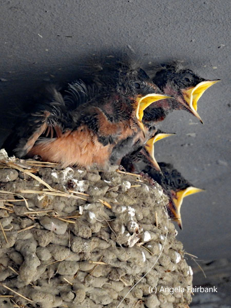 barn swallow chicks in nest with beaks open 4