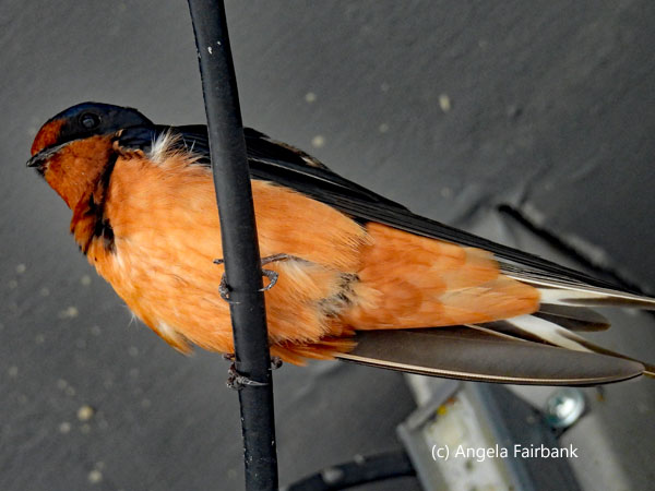 barn swallow adult