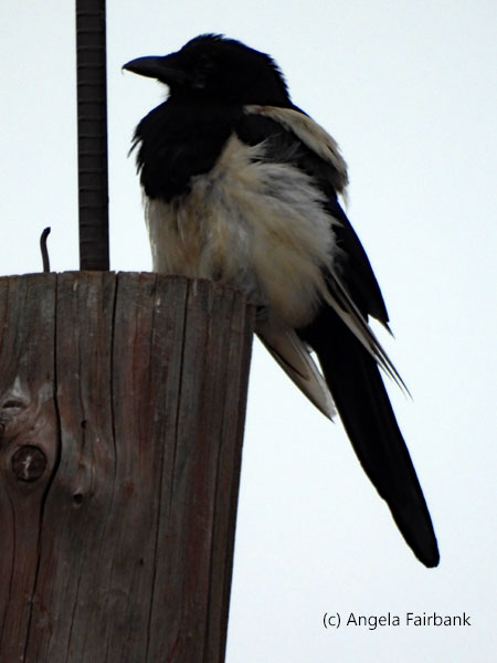 magpie