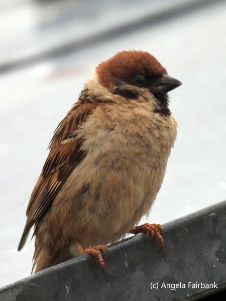 saxual swallow