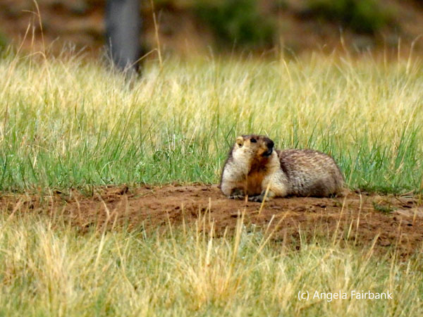 marmot
