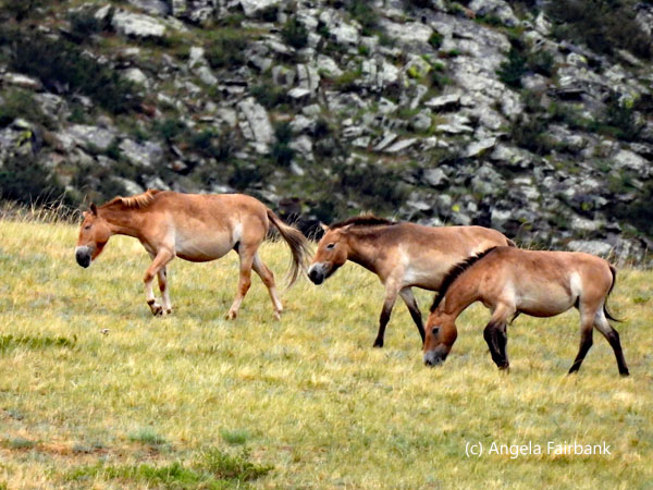 wild horses 1